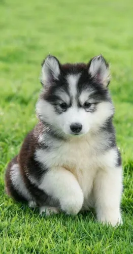 Husky siberiano Esse filhotinho quer ser seu companheiro inseparável