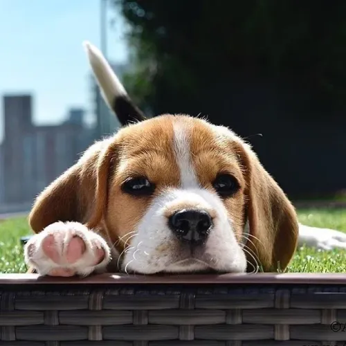 Filhotes De Beagle - O Amor Incondicional Tem Quatro Patas E Está Te Esperando