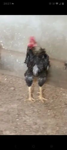 Galo
