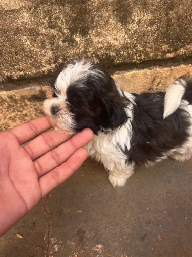 Filhotes shih tzu