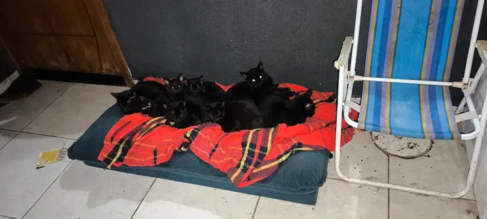 Doa-se Gatinhos Pretos