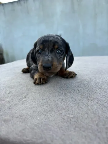 Vendo lindo filhotes de Basset