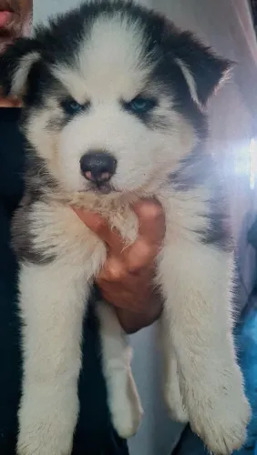 Vende-se filhote de hukys siberiano