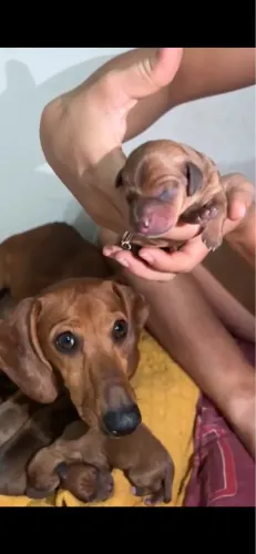 Vende-se filhotes de dachshund