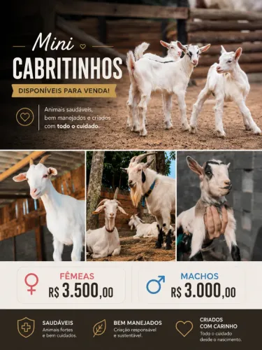 MINI CABRITINHOS DISPONÍVEIS PARA VENDA