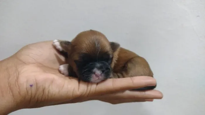 Filhotes Lhasa Apso