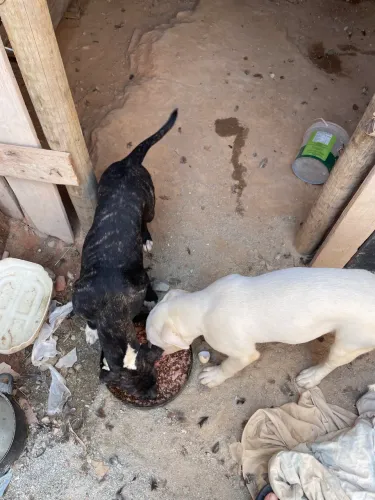 Vende se pitbull branco