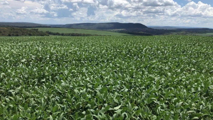 Excelente fazenda lavoura no Goiás 