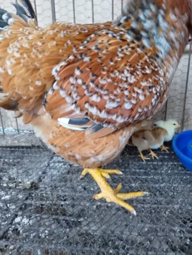 15 Ovos férteis raça GSB Dúzia + 5 de brinde