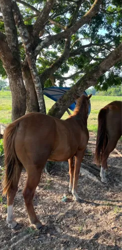 Cavalo quarto de milha 