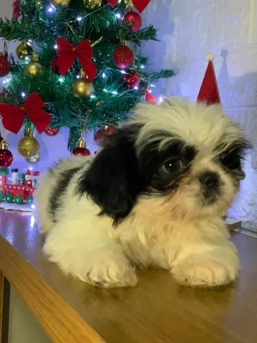 Shih Tzu Disponíveis para venda parcelo no cartão de crédito. 