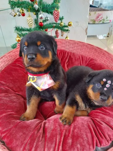 Rottweiler fêmea e macho disponíveis 