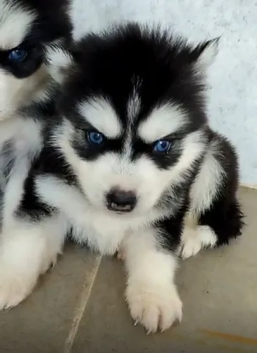 Husky siberiano discreto