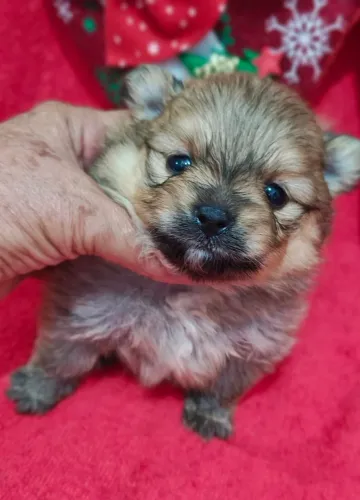Lulu da Pomerânia menina de pelagem laranja. Um doce de filhote!!