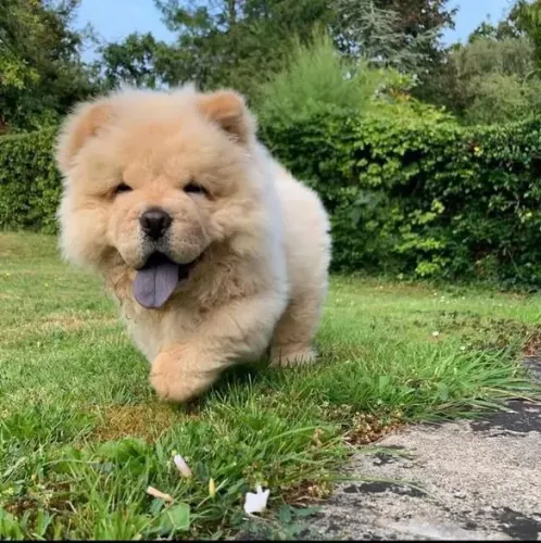 Filhote Chow-chow, Seus dias ficarão mais felizes com um filhotinho por perto!