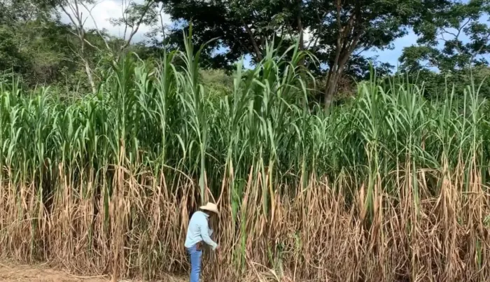 CAPIM ELEFANTE BRS CAPIAÇU DA EMBRAPA DISPONÍVEL PRA VENDA ENTREGA GRATIS EM ARACAJU 