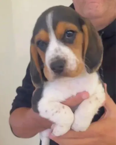 Beagle tricolor 