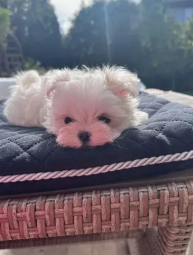 Maltês Pequeno Fêmea Linda e Inteligente