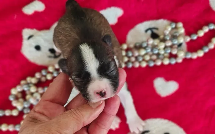 Chihuahua fêmea para reserva branco, preto e castanho