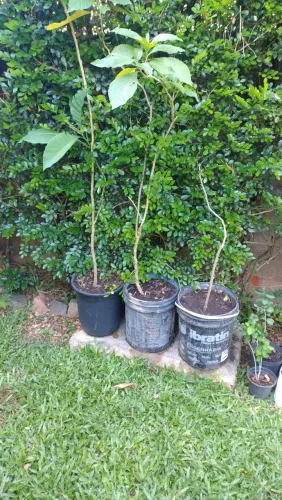 Mudinhas de plantas