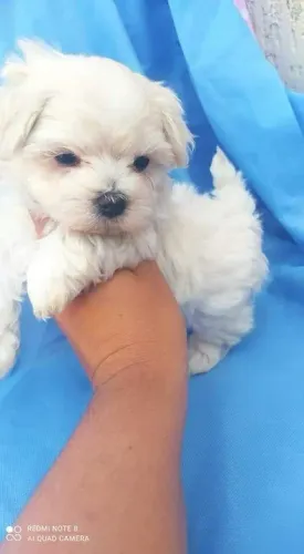 Maltês Todas as raças com ganratia total de saude e veterinario gratuito.