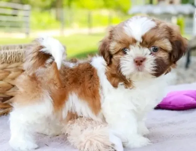 Shih-Tzu: Filhote Macho Branco e Dourado, A Alegria e o Amor Que Sua Casa Merece!"