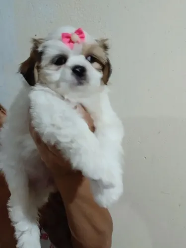 Filhote de ilhasa Apso com pedigree 