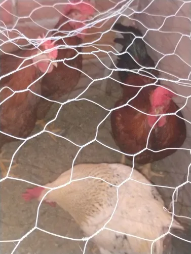 Frangos bonitos para tá caipira com gsbgalos
