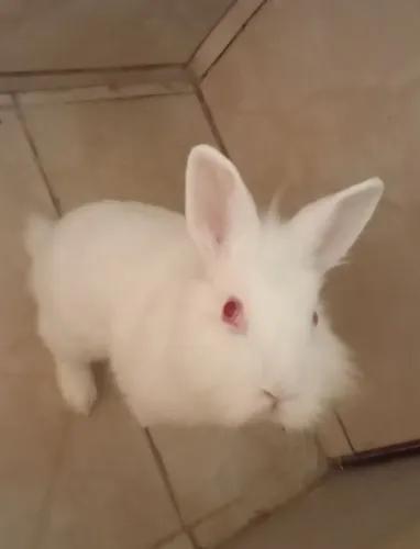 Vendo mini coelho