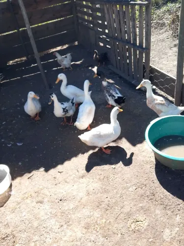 Aves