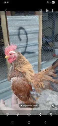 Vende se galo garnize serama