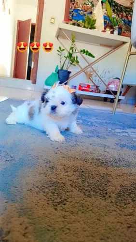 FEMEA MINI SHIH TZU