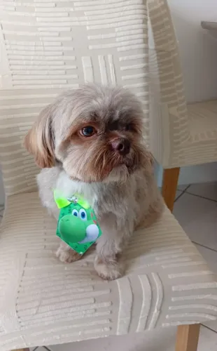 Doação cachorro raça shih tzu.