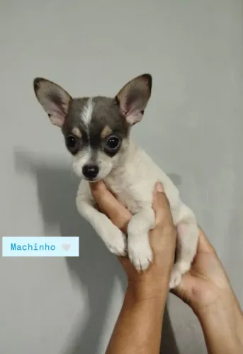 Filhote Pinscher com chihuahua
