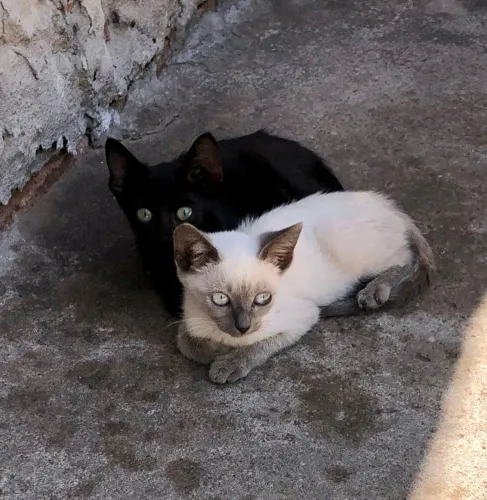 LINDAS GATINHAS PARA ADOÇÃO