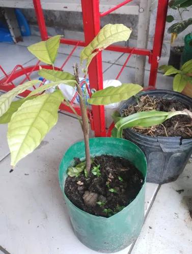 Muda de cacau amarelo 