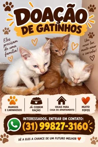 Doação Gatos
