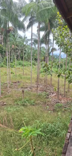 Sitio 140 km de Porto Velho sentido Humaita