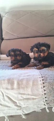 FILHOTES DE YORKSHIRE TERRIER - PORTE PEQUENO