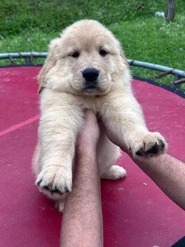 Filhotes de Golden Retriever Machos Pedigree CBKC