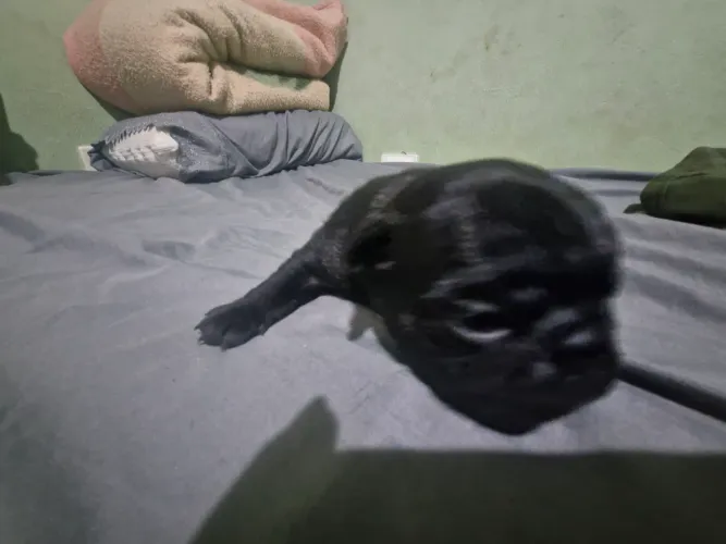 Vendo filhotes de pug todas fêmeas