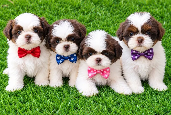 Shih-Tzu machos disponíveis