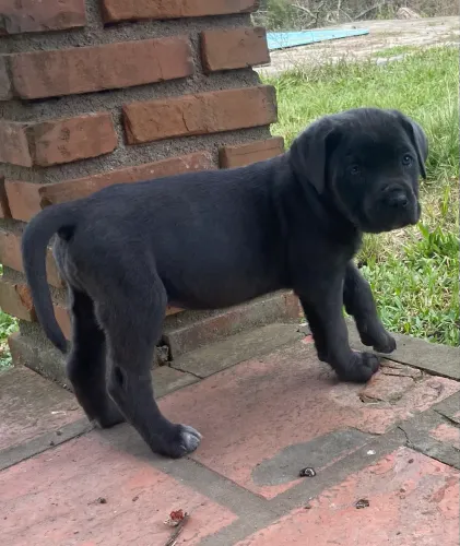 Filhotes de cane corso 