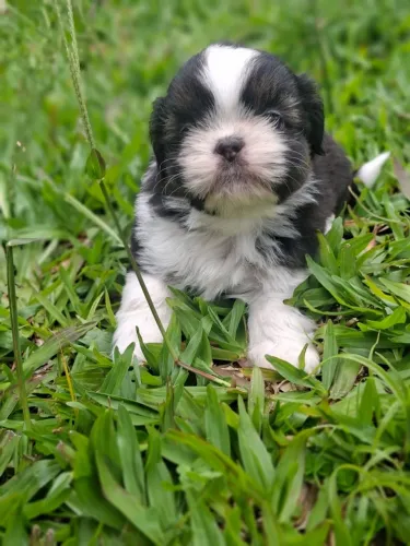 Filhotes de shih tzu fêmea branca e preta 