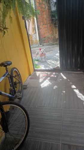 Doação de cachorro 