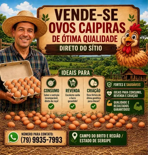Ovos caipira/capoeira para consumo para revenda e ovos férteis com genética selecionada. ?