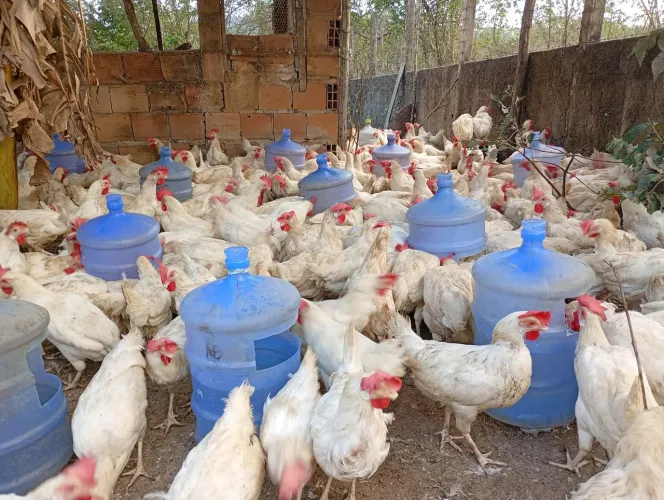 Galinhas LOHMANN LITE 