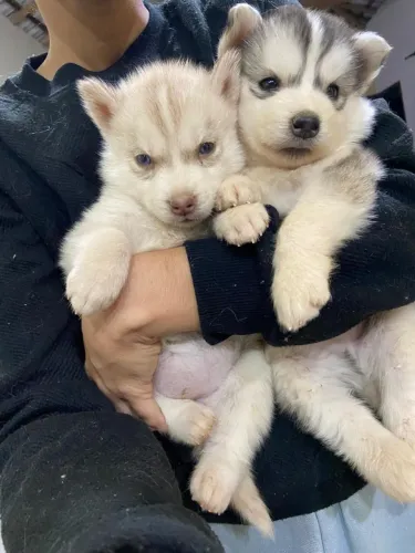 filhote de husky siberiano 600$