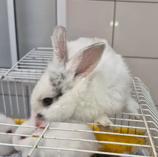 Mini coelhos