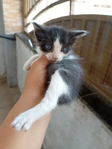 Gatinho para doação